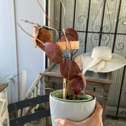 Hoya BENCHAI RED Indonesia