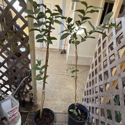 $45 Arbolitos De Guayaba Blanca 