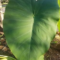 Elephant ears plants $9