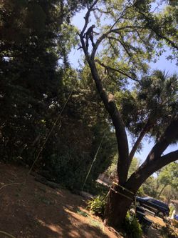 Trees Stumps Land Clearing