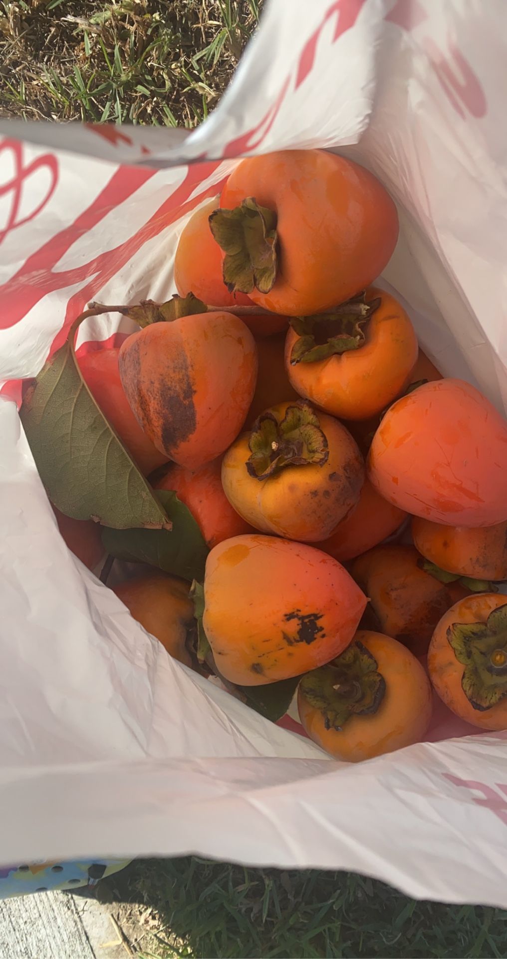 Persimos / persimmons full bag !