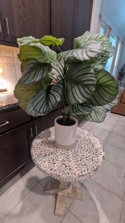 Plant from Target