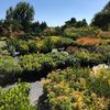 Lopez Nursery & Garden