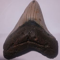 ""MEGALODON"" Prehistoric Shark Tooth