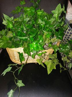 Silk plant in basket