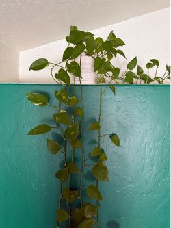 Golden Pothos Plant w/ Ceramic Planter