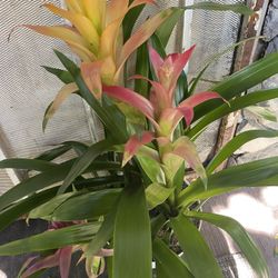 Bromelia