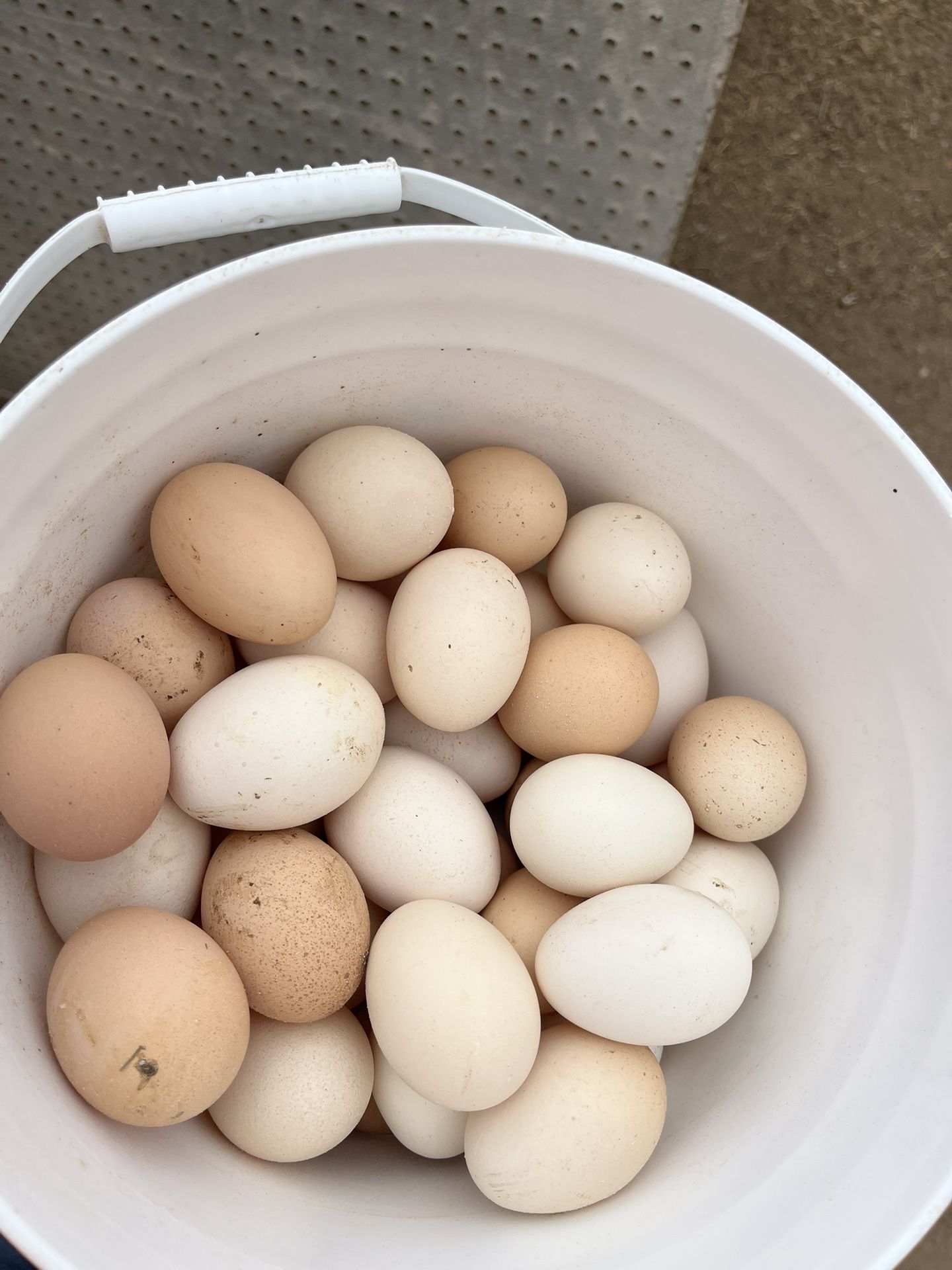 Eggs 