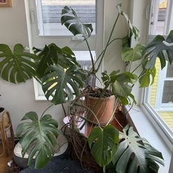 Large Monstera Deliciosa 