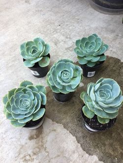 succulents