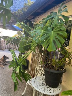 Planta mostera gigante