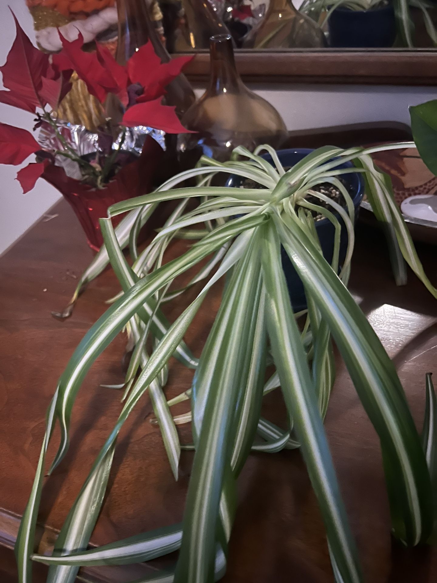 Free spider Plants