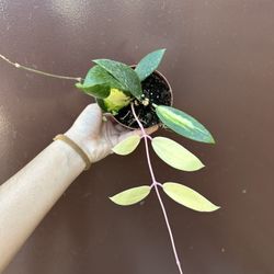 4” Hoya Acuta Albo