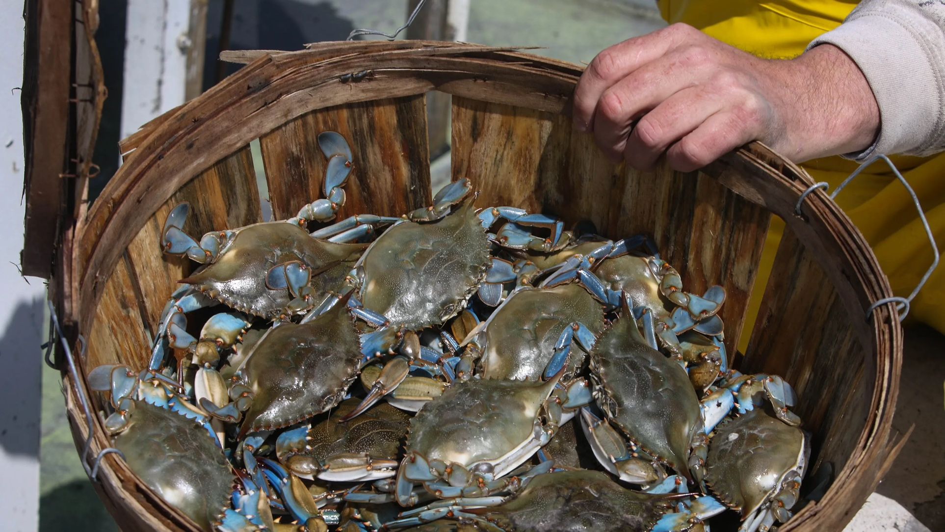 Vendemos Jaibas Fresh Bluecrabs