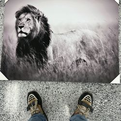 Lion Black and White Picture