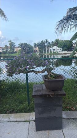 Bonsai : blue bell