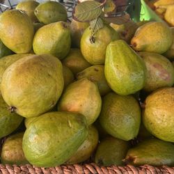 Guayaba Roja