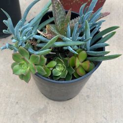 Succulents Mix In Pot