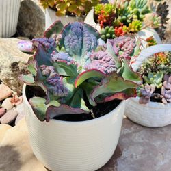 Echeveria - Sea Dragon - Very Large