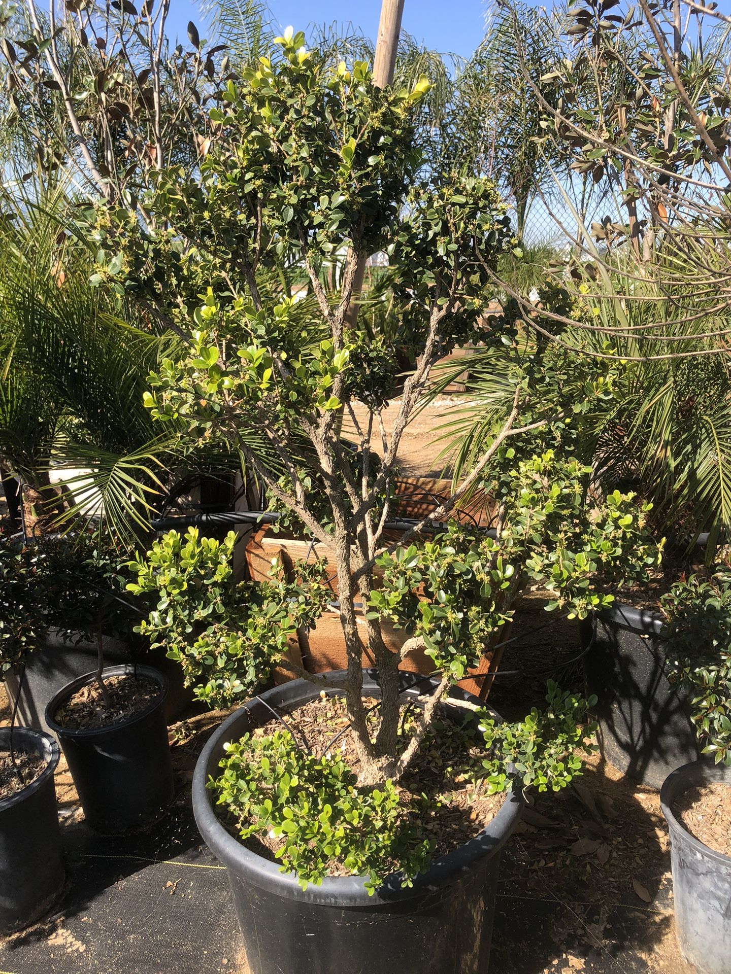 Boxwood Topiary Bonsai