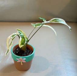 Unique Syngonium Statlite Starter
