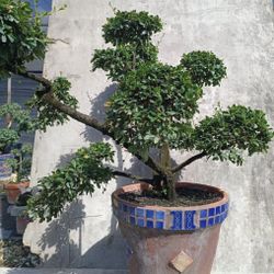 Serissa bonsai in terra-cotta pot