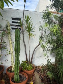 Cactus, Jasmine, Jade, Succulent Collection
