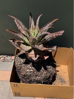 Aloe Maculata / Zebra Aloe  Plant