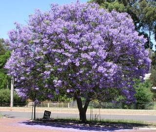 Jacaranda Mimosa Tree 1gallon Flower Purple 3ft Tall