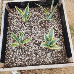 Agave Americana Succulent 1 Gal