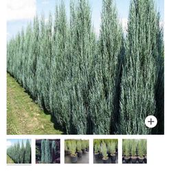 Juniperus scopulorum ‘Skyrocket’ / Skyrocket juniper Hedge And Privacy , Windbreaker 15gal Size 