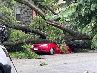Free firewood - you pick up in Logan Square