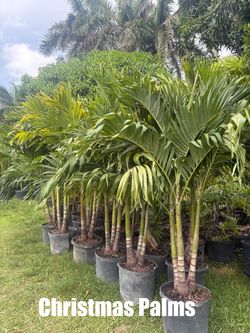Palm Trees