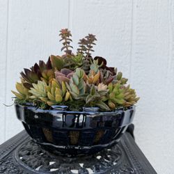 Succulent Arrangement