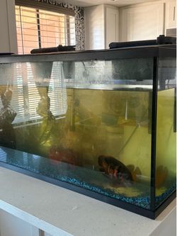 Fish tank 45 gallon