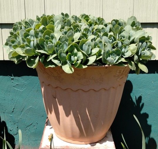 Large Autumn Joy Sedum Plant