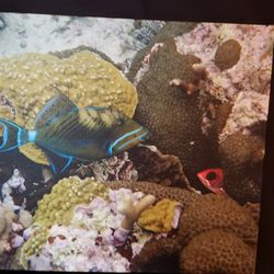 Tropical Sea LIfe Canvas Print