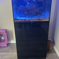 55 Gallon Saltwater Tank