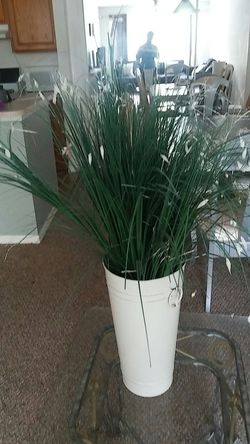 House plant