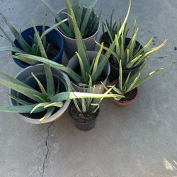 Aloevera Plants