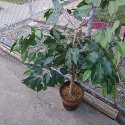 3FT. HIGH ARTIFICIAL TREE DECOR FOR INSIDE OR COVERED PORCH 