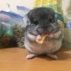 ChinchillaMom