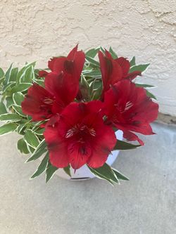 Rare Variegated Alstroemeria Peruvian Lily Princess Lily Katiana in White Self-Watering Planter