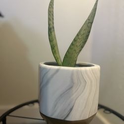 Snake Plant 