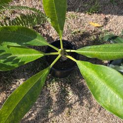 Plumeria Yellow