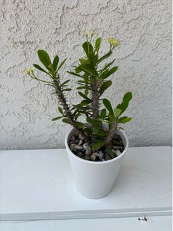 Crown of Thorns Yellow