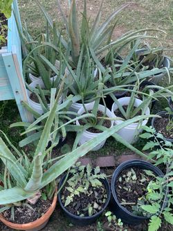 Aloe Vera Plantas Plants So Many Available For Sale Nursery