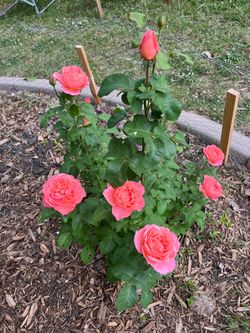 š¹ Sweet Mademoiselle Rose ā Big Bush & FULL OF BLOOMS!