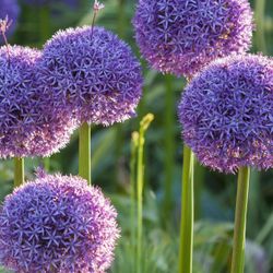 Allium Bulb