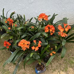 Potted Clivia Flower Plant (Not blooming anymore)